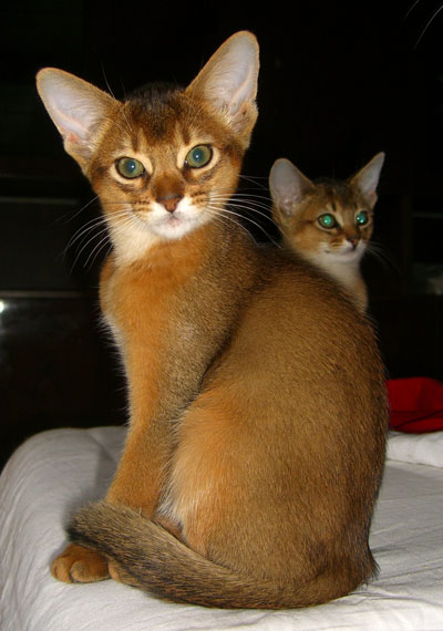 абиссинская кошка - котенок 2