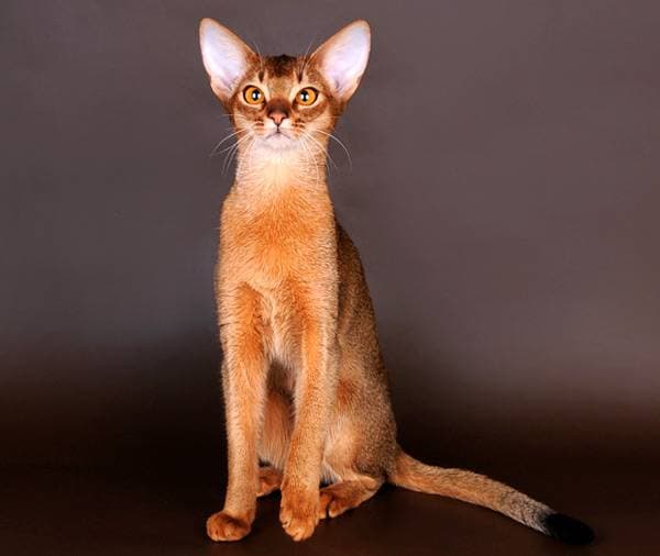 котенок подросток абиссинской кошки