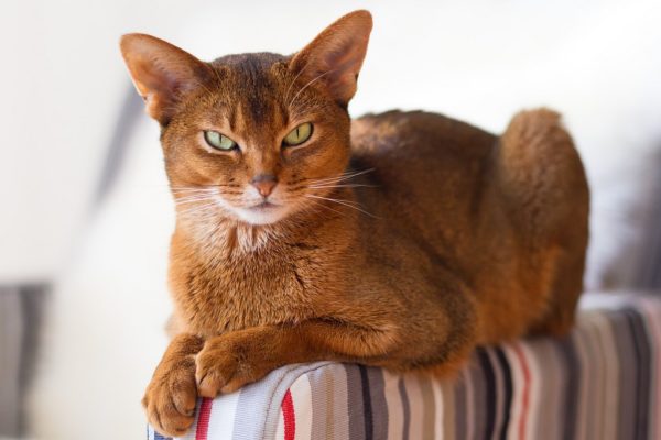 абиссинская кошка описание породы