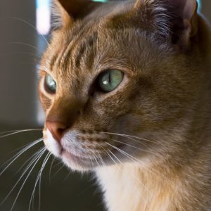 порода кошек - австралийский мист